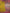 Yellow Pure Dola Paithani Saree with Red Blouse